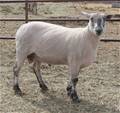 Sheep Trax Luke 161L